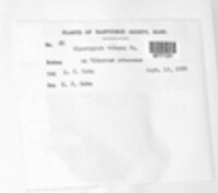 Plasmopara viburni image